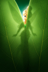 INTERNATIONAL 1-SHEET